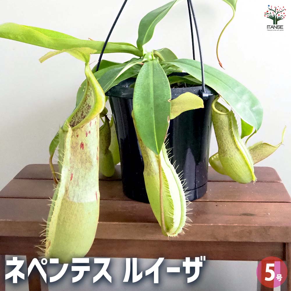 【マラソン★P5倍】 食虫植物 ネペンテス ルイーザ 【 観葉植物 5号／1個売り 】 おしゃれ オシャレ 可愛い 鑑賞 観賞 食肉植物 食虫 虫を食べる 害虫対策 虫取り 捕虫葉 肉食植物 インテリア オフィス リビング
