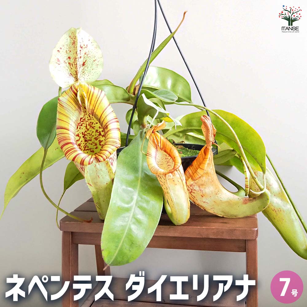 【マラソン★P５倍】 食虫植物 ネペンテス ダイエリアナ 【 観葉植物 7号／1個売り 】 おしゃれ オシャレ 可愛い 鑑賞 観賞 食肉植物 食虫 虫を食べる 害虫対策 虫取り 捕虫葉 肉食植物 インテリア オフィス リビング