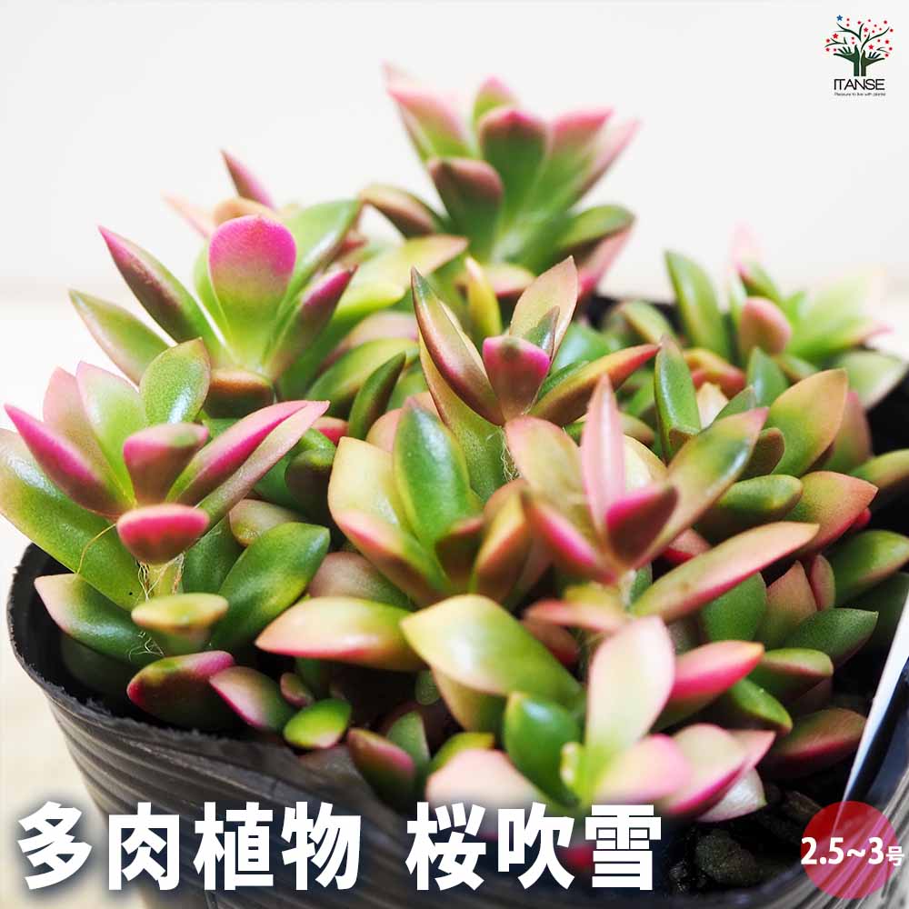 多肉植物　桜吹雪　アナカンプロセス　抜き苗 アナカンプセロス 桜吹雪 多肉植物 1鉢 : nico-flowers - 通販