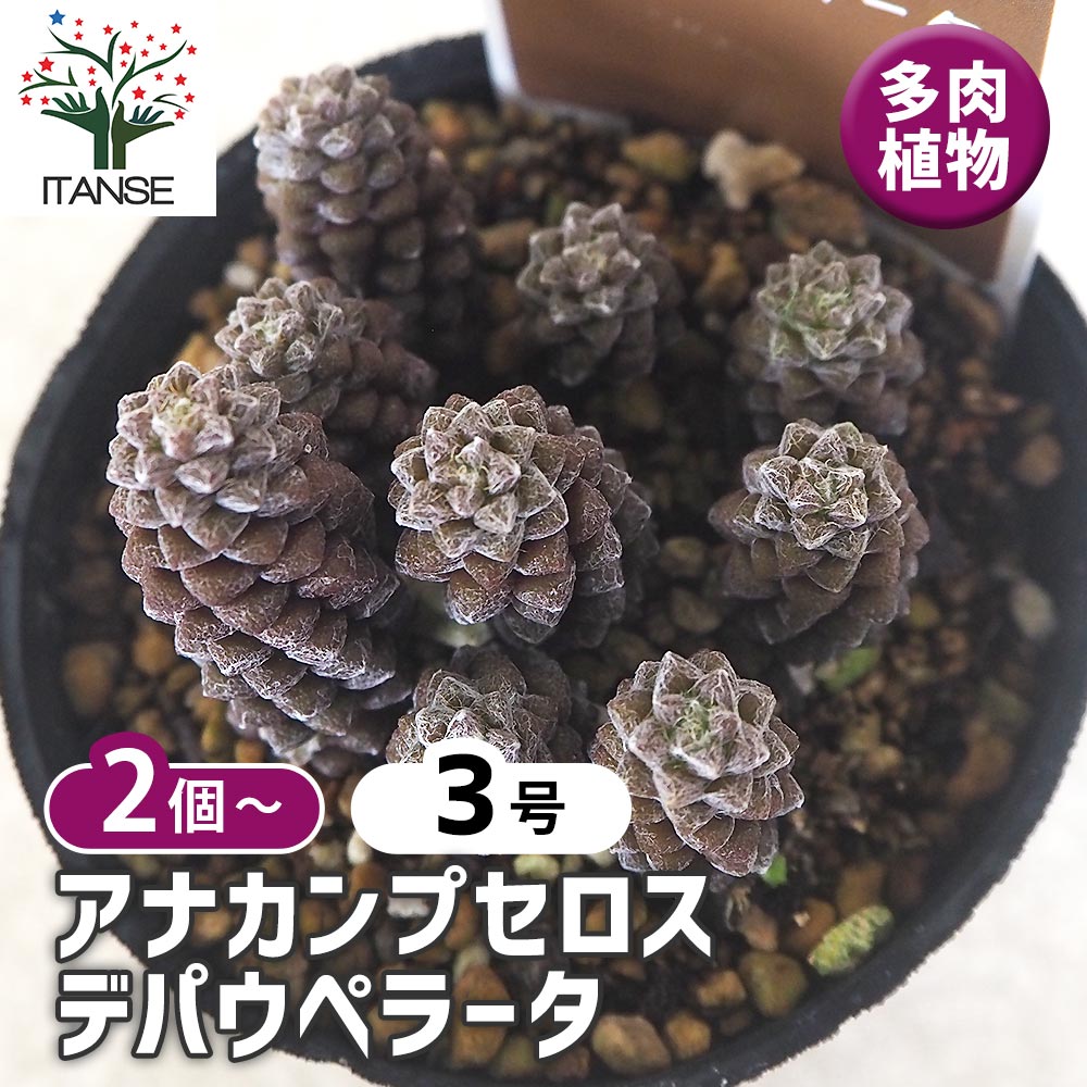 【マラソン★P５倍】アナカンプセロス デパウペラータ 多肉植物 2.5号 多肉植物 ドライガーデン インテリアグリーン 送料無料 即納