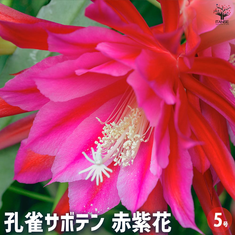 楽天市場】【花なし】クジャクサボテン（孔雀仙人掌） 彩華 6号 h32