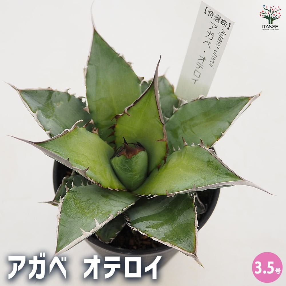 楽天市場】アガベ オバティフォリア 3.5号サイズ 鉢植え 人気