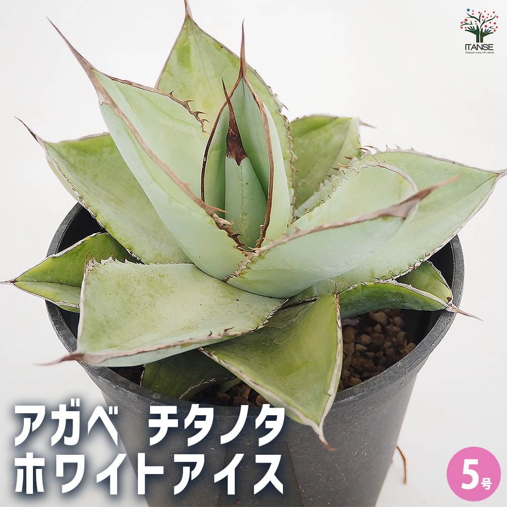 楽天市場】【送料無料】アガベ ワコマヒー 多肉植物 5号鉢 1個売り