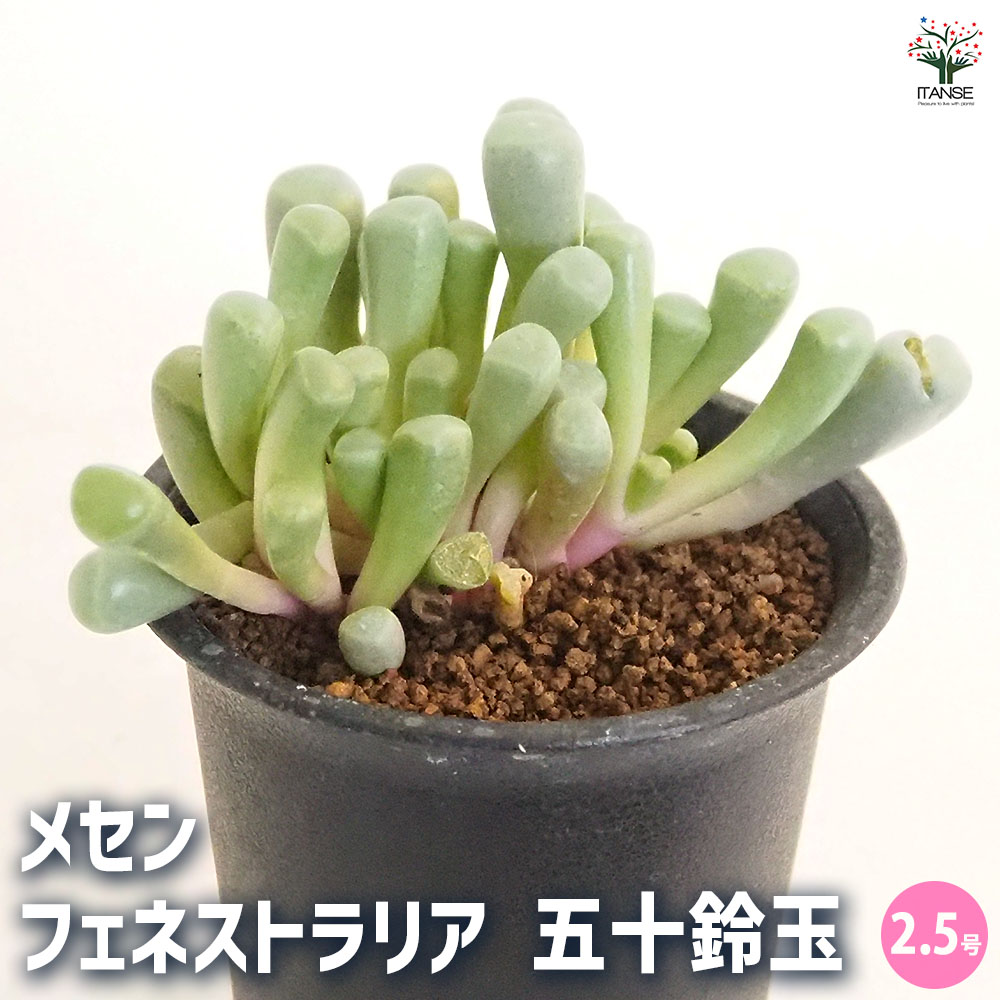 楽天市場】【多肉植物】 メセン（帝玉：ていぎょく） 2.5号