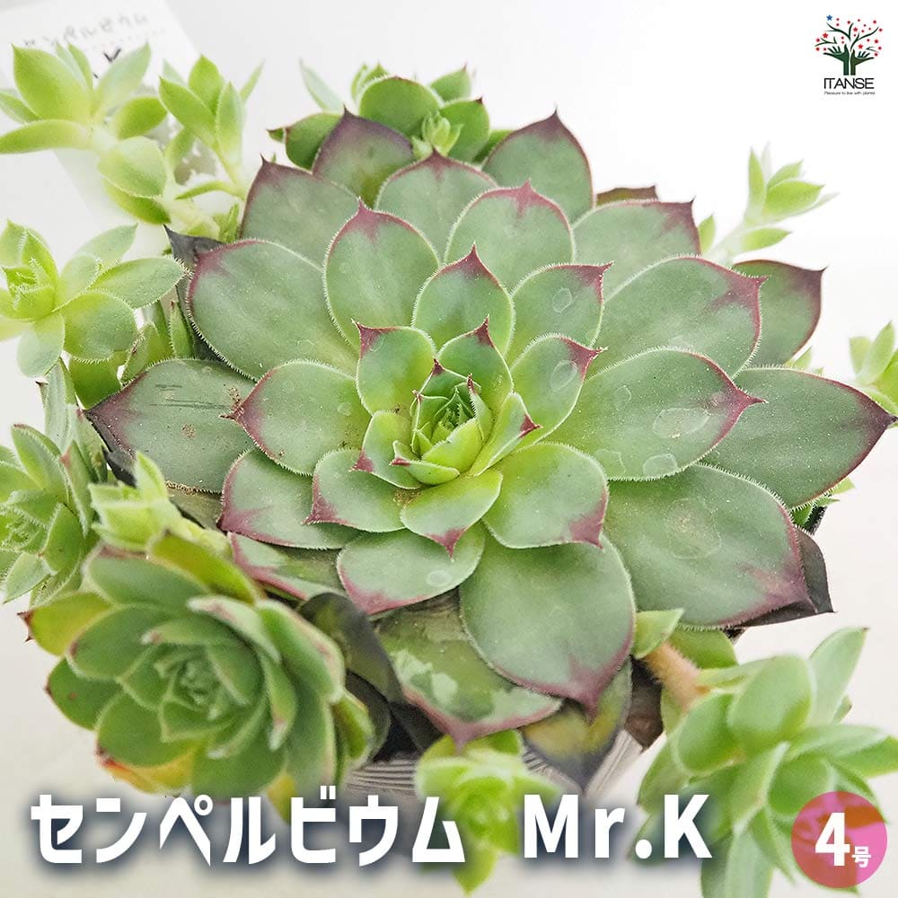 ゆっこ　センペルビウム　シルバーライン 090:Sempervivum 'Silver Rain' (センペルビウム シルバーライン)6