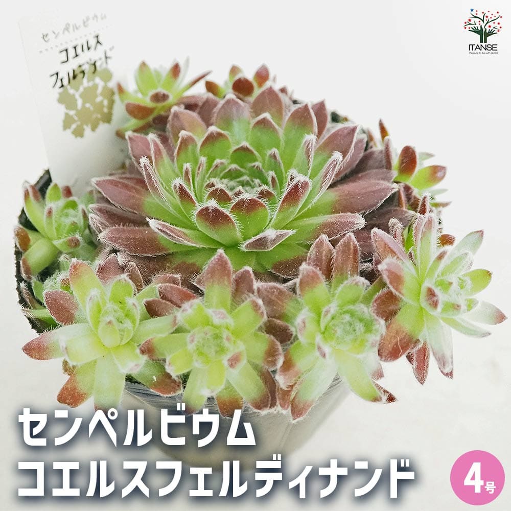 専用❤️速達付き同梱-400円コノフィツム　ウィッテベルゲンセ 鉢のまま ウィッテベルゲンセ | わたしのずかん ♫