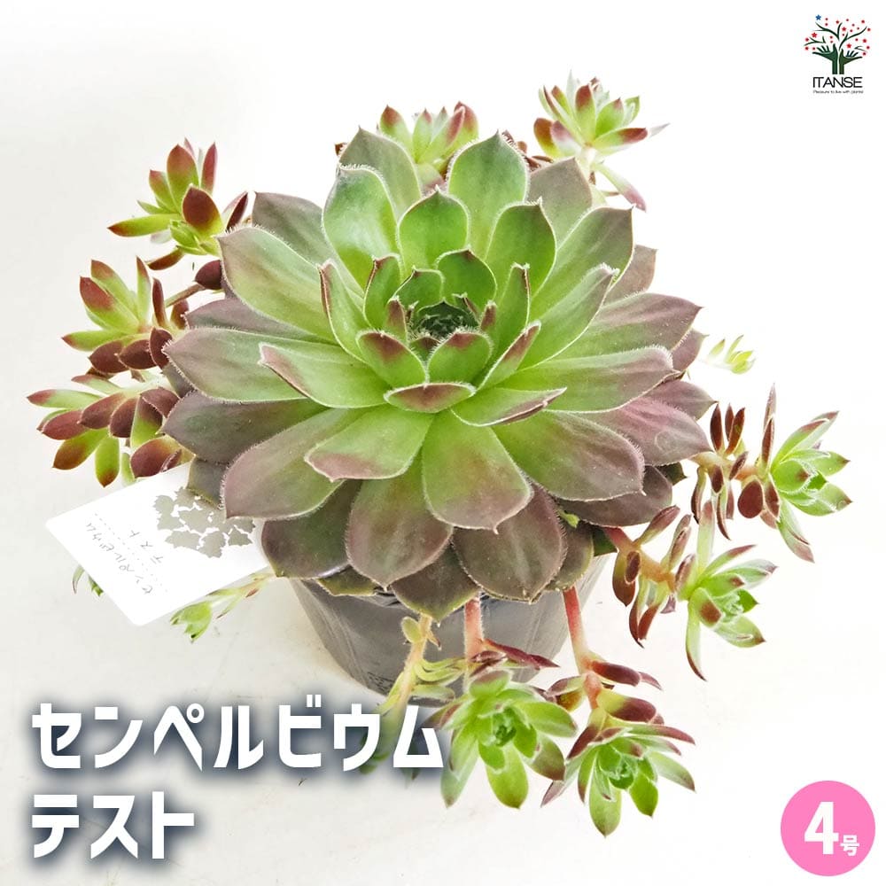楽天市場】【送料無料】センペルビウム ヘイヘイ 【 多肉植物 4 楽天市場】【送料無料】センペルビウム ヘイヘイ 【 多肉植物 4