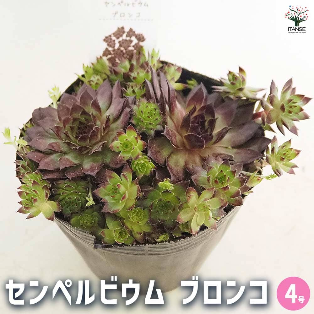 楽天市場】多肉植物 センペルビウム ブロンコ 6cmポット 観葉植物