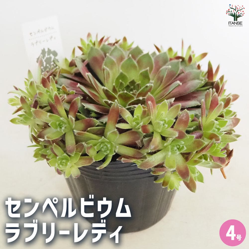 楽天市場】紅葉センペルビウム ジュエルケース 3号 多肉植物 タニク
