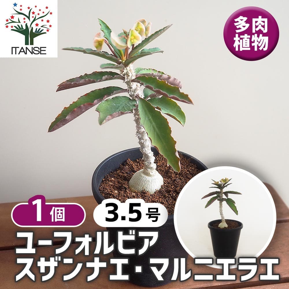 【マラソン★P5倍】ユーフォルビア スザンナエ マルニエラエ 【 多肉植物 3.5号／1個売り 】 花苗 お花 宿根草 多年草 園芸品種 カラーリーフ 苗木 花木 庭木 植木