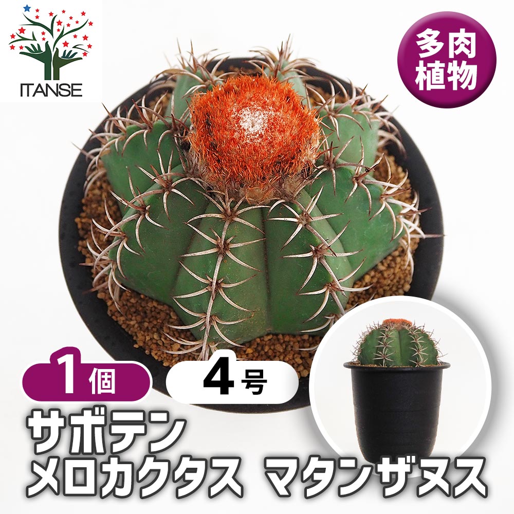 楽天市場】サボテン メロカクタス クルビスピナス（Melocactus