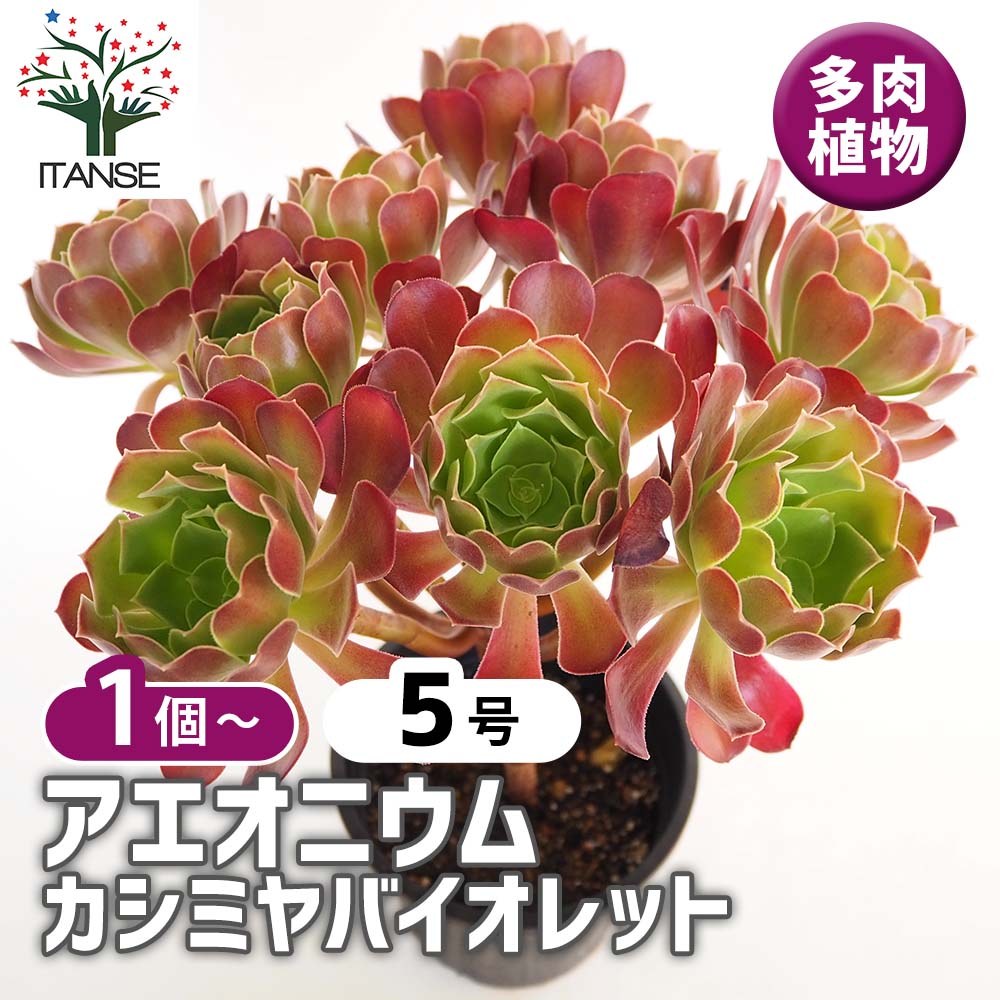多肉植物アエオニウム錦❤️海王❤️ 多肉植物アエオニウム錦❤️海王❤️ 【公式通販】