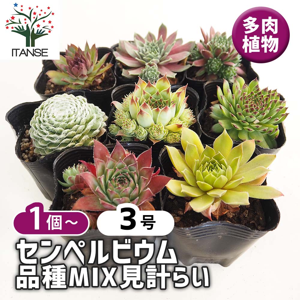楽天市場】紅葉センペルビウム ジュエルケース 3号 多肉植物 タニク