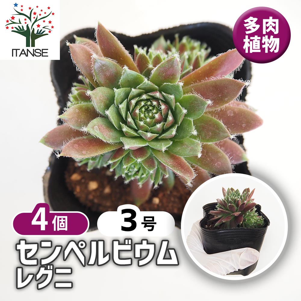新入荷　レア新品種　センペルビウム錦　(3つ)セット　多肉植物 新入荷 レア新品種 センペルビウム錦 (3つ)セット 多肉植物