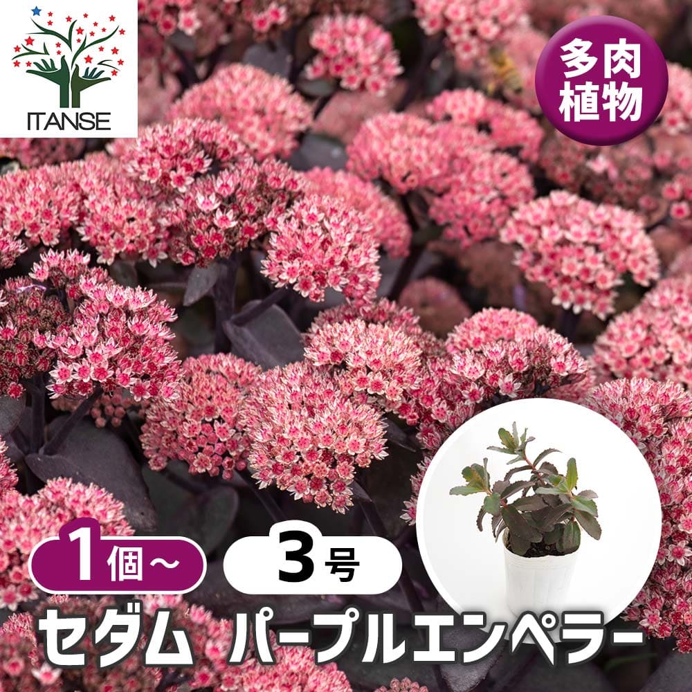 楽天市場】パープルヘイズ セダム 多肉植物 寄せ植え ちま寄せ