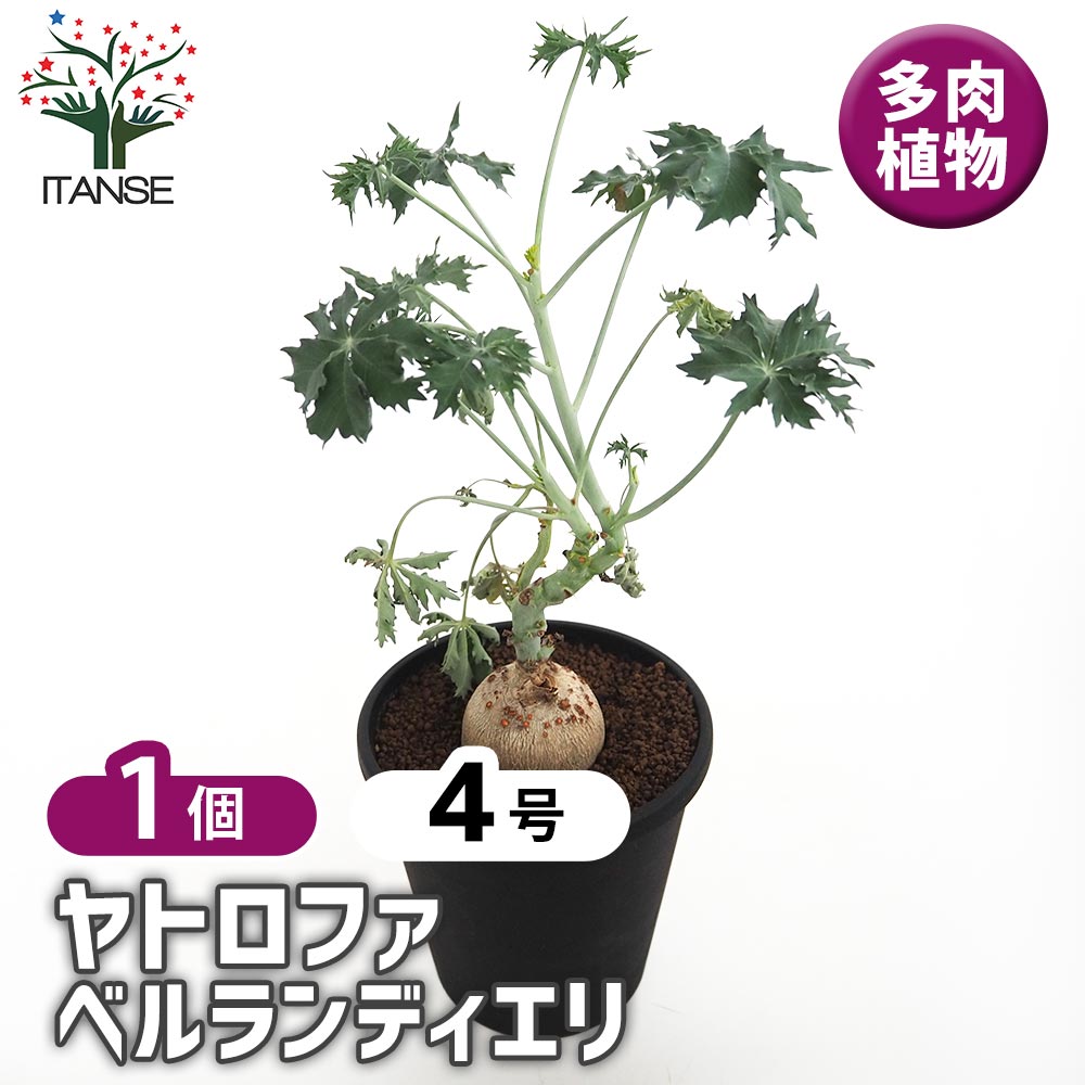 【マラソン★P５倍】 ヤトロファ ベルランディエリ 【 多肉植物 4号／1個売り 】 苗 ヤトロファ ジャトロファ ナンヨウザクラ ナンヨウアブラギリ タイワンアブラギリ サンゴアブラギリ