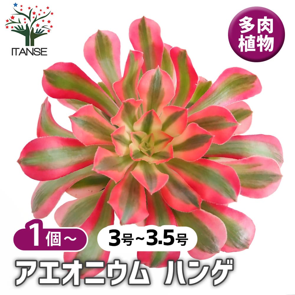 【マラソン★P５倍】 アエオニウム ハンゲ 【 多肉植物 3～3.5号 】 リビング オフィス 事務所 インテリア 育てやすい 御祝 お祝い ギフト プレゼント 贈答 人気