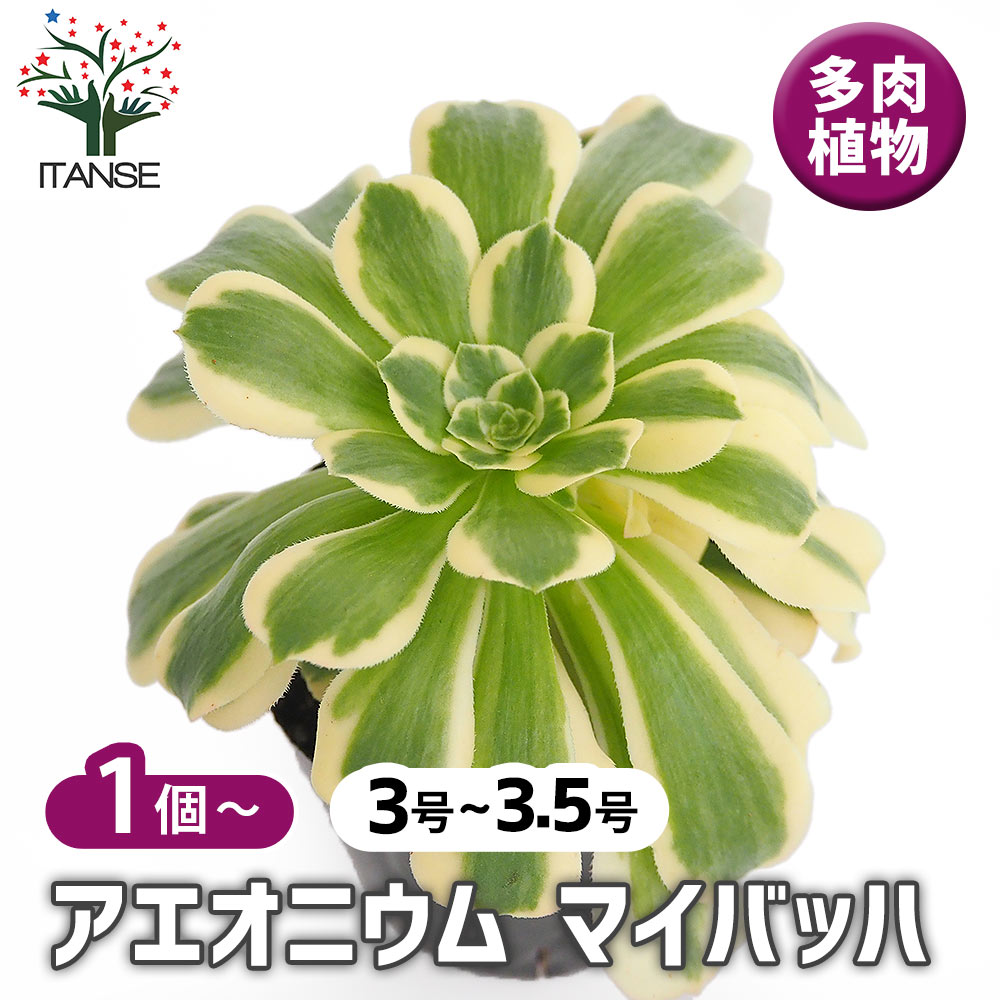 観葉草木特集 花・観葉植物-観葉植物