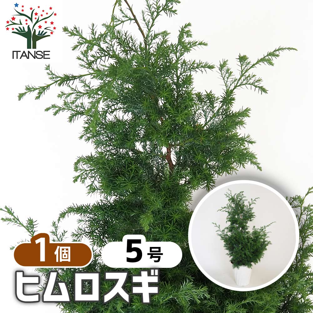 ヒムロスギ☆希少ロングカット40cm40本‼️宅配発送‼️ 楽天市場】ヒムロ杉 【白斑】 3.5号ポット苗 挿し木 【ハナヒロ