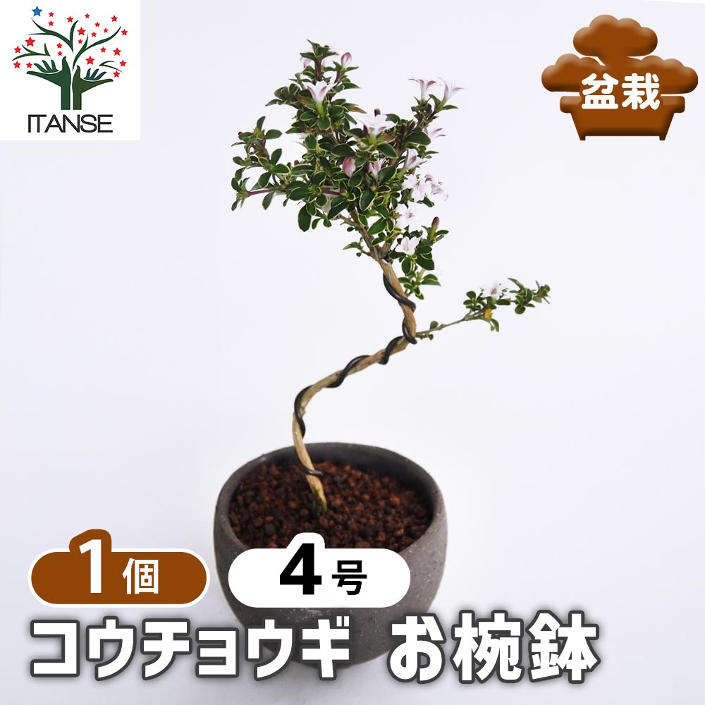【マラソン★P５倍】 コウチョウギ お椀鉢 【 盆栽 4号／1個売り 】 ぼんさい bonsai 植木 苗 苗木 植え木 庭植え 地植え 鉢植え ベランダ ガーデニング 花壇 庭園 プレゼント お祝い