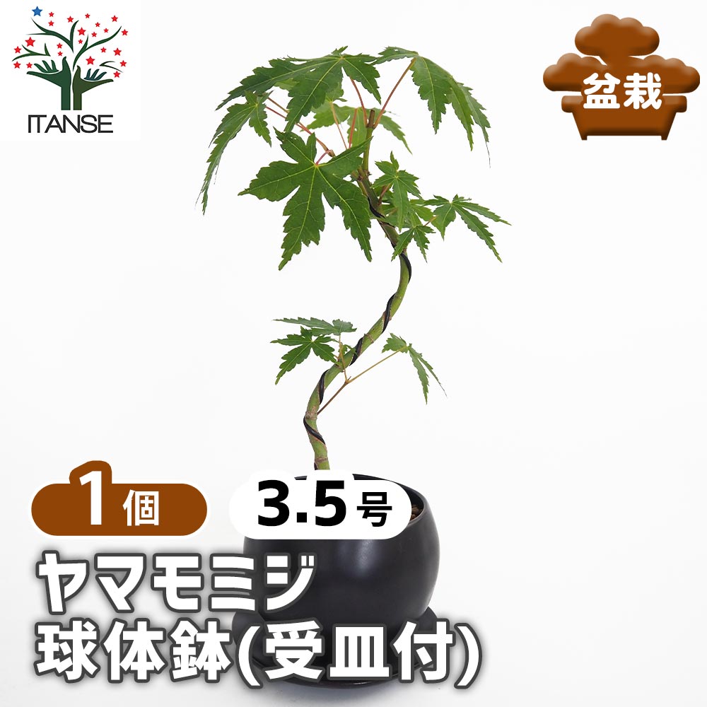 【マラソン★P５倍】 ヤマモミジ 球体鉢(受皿付) 【 盆栽 3.5号／1個売り 】 ぼんさい bonsai 植木 苗 苗木 植え木 庭植え 地植え 鉢植え ベランダ ガーデニング 花壇 庭園 プレゼント お祝い