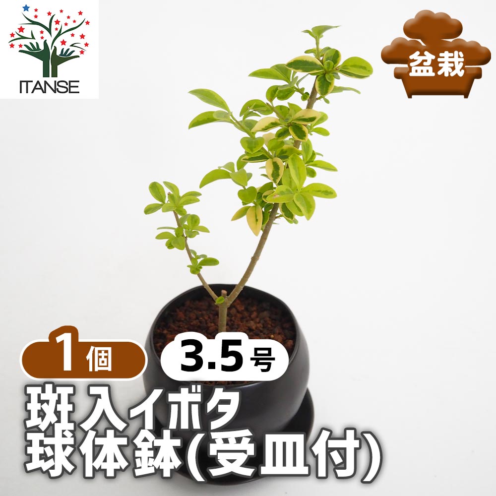 【マラソン★P５倍】 斑入イボタ 球体鉢(受皿付) 【 盆栽 3.5号／1個売り 】 ぼんさい bonsai 植木 苗 苗木 植え木 庭植え 地植え 鉢植え ベランダ ガーデニング 花壇 庭園 プレゼント お祝い