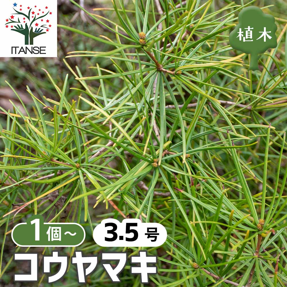 観葉草木特集