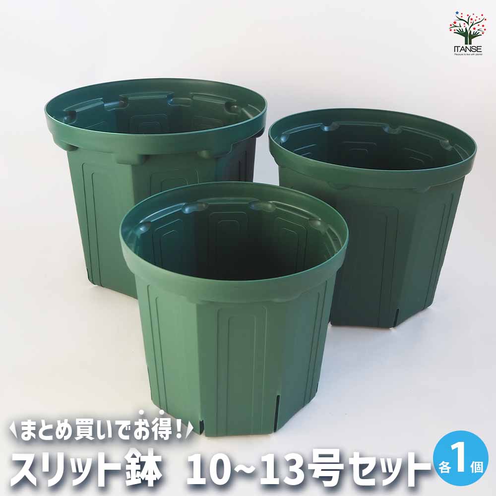 観葉草木特集