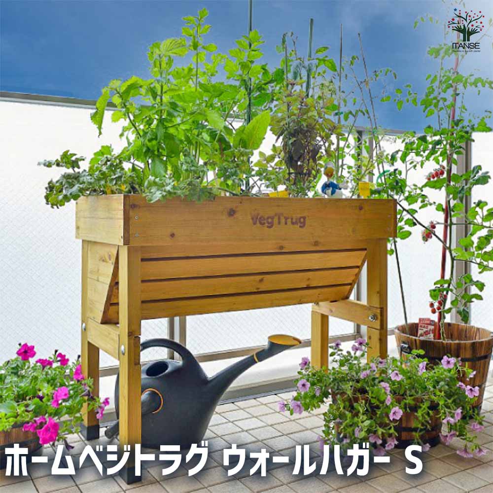観葉草木特集