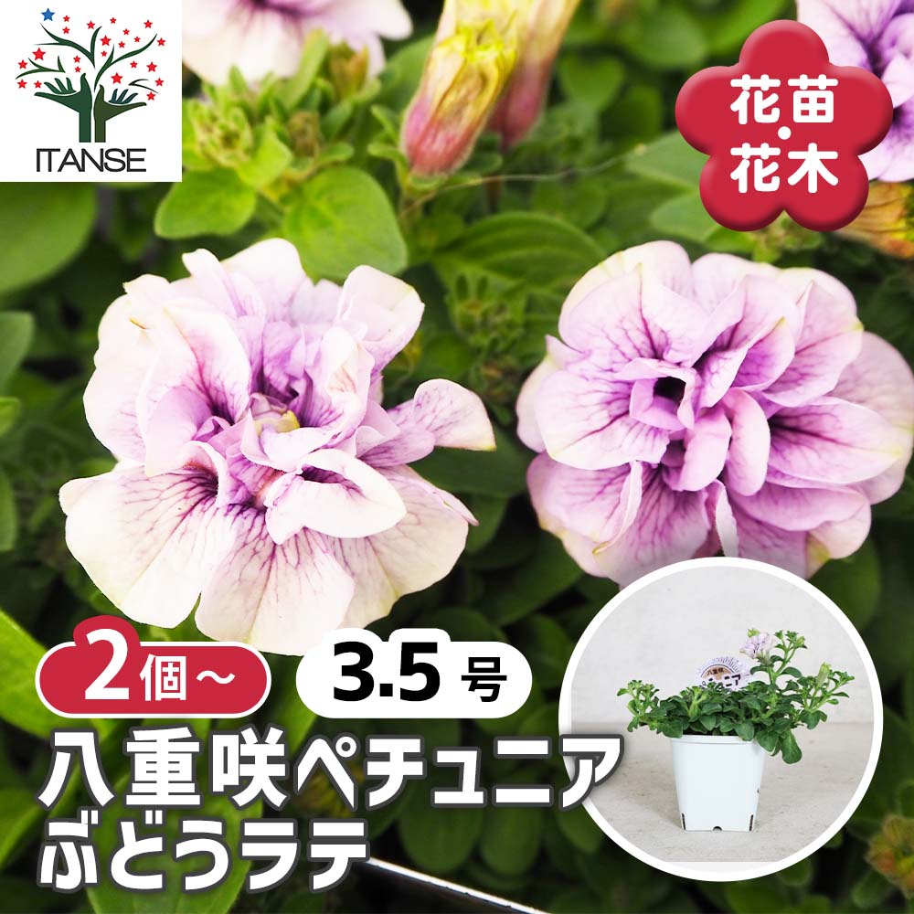 【送料無料】八重咲きペチュニア ぶどうラテ 花苗 3.5号ポット苗 朝倉ろまんシリーズ ペチュニア 八重咲き 寄植え 花苗 花の苗 花木 植木 庭木 ガーデニング 送料無料 即納