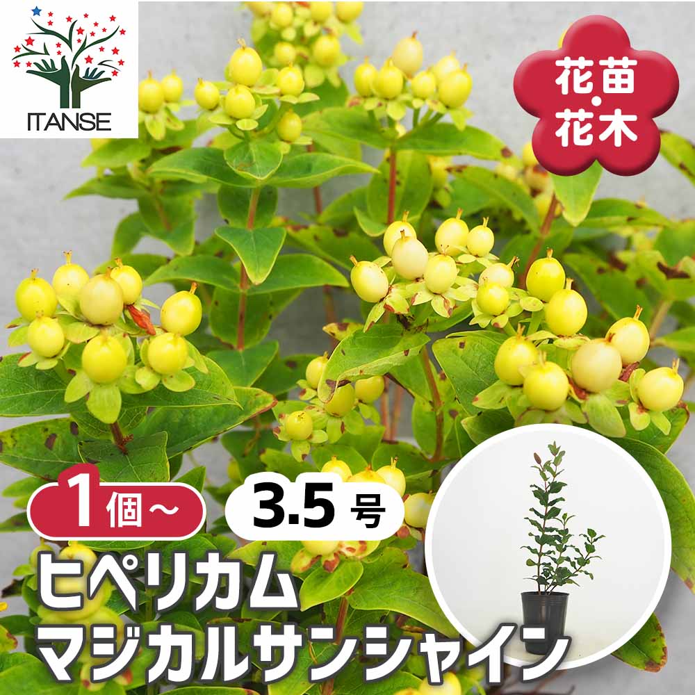 観葉草木特集