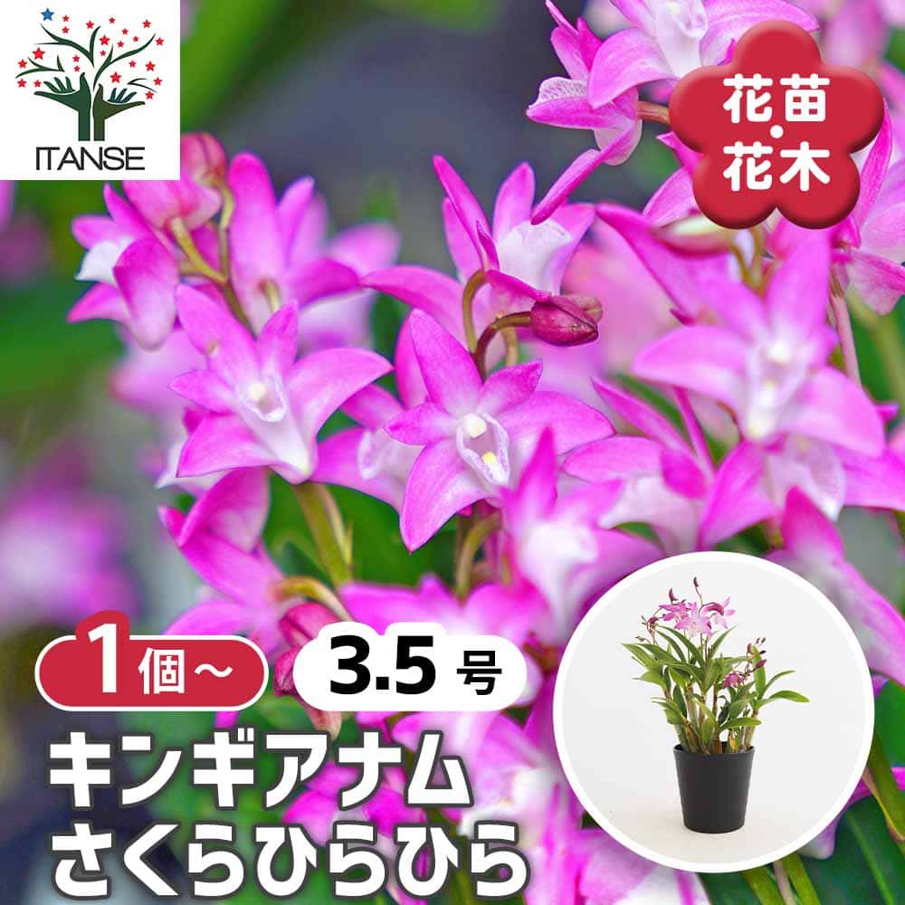 観葉草木特集