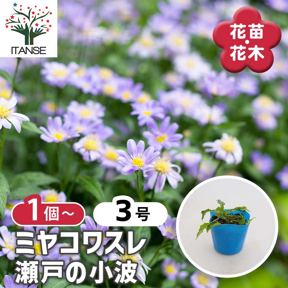 【送料無料】 都忘れ(ミヤコワスレ) 瀬戸の小波 【 花苗 3号 】 都忘れ ミヤコワスレ Aster savatieri Miyako wasure ミヤマヨメナ 野春菊 ノシュンギク