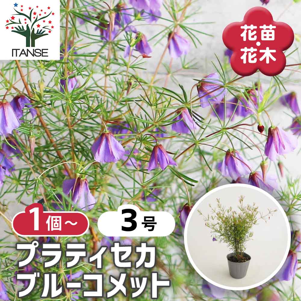 観葉草木特集