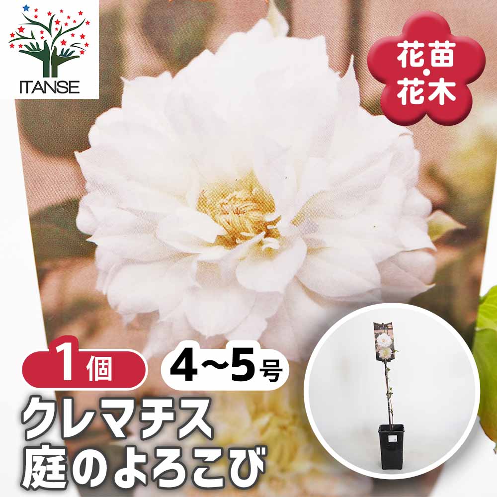 【送料無料】 クレマチス 庭のよろこび 【 花苗 4号／1個売り 】 花の苗 花木の苗 花木 風車 カザグルマ 鉄線 テッセン
