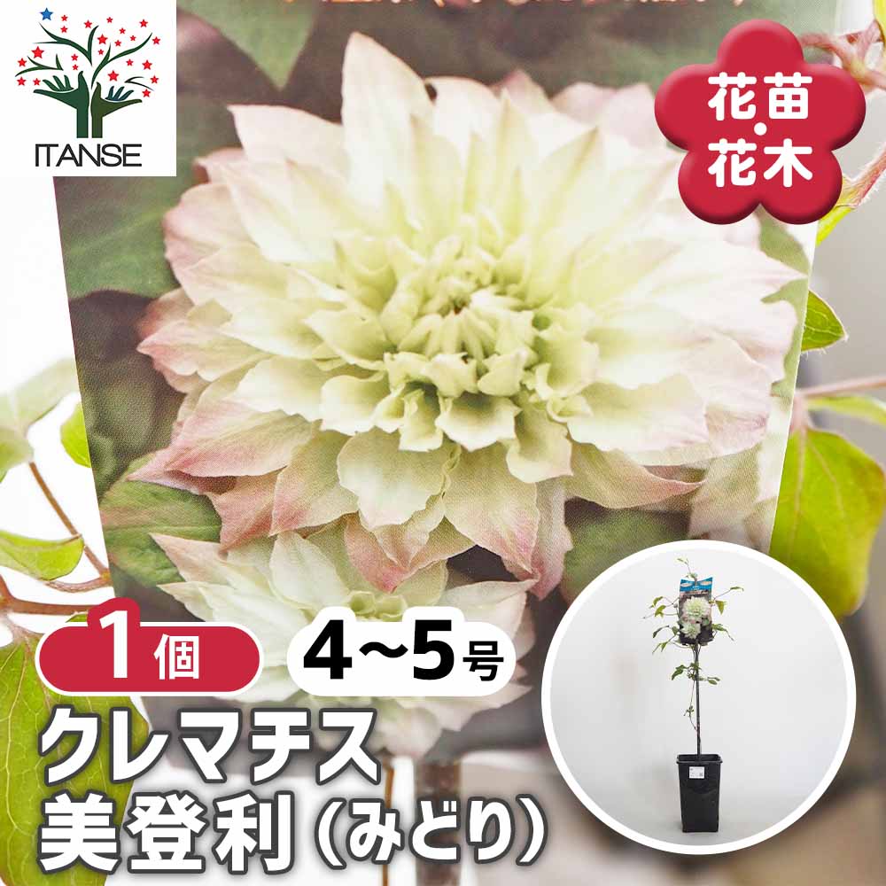 【マラソン★P５倍】 クレマチス 美登利(みどり) 【 花苗 4号／1個売り 】 花の苗 花木の苗 花木 風車 カザグルマ 鉄線 テッセン