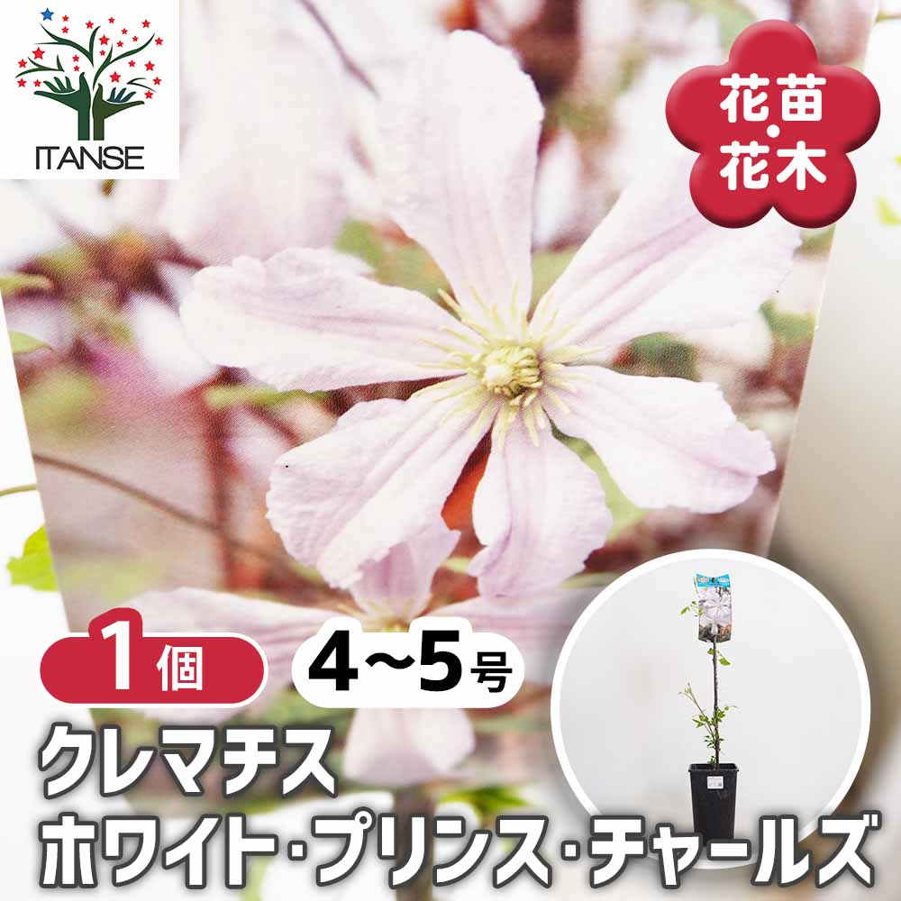 【送料無料】 クレマチス ホワイト プリンス チャールズ 【 花苗 4号／1個売り 】 花の苗 花木の苗 花木 風車 カザグルマ 鉄線 テッセン