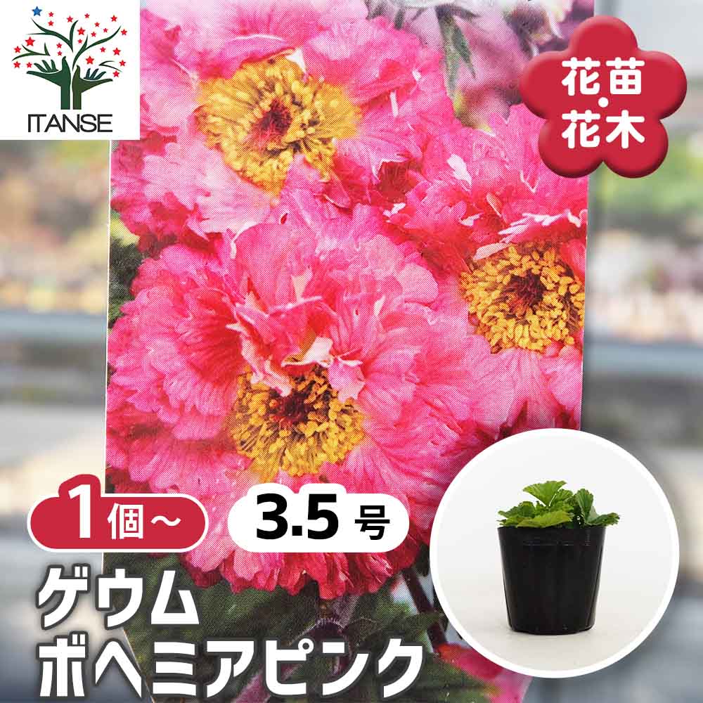 観葉草木特集