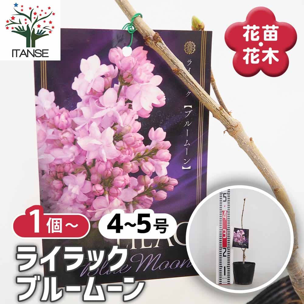 観葉草木特集