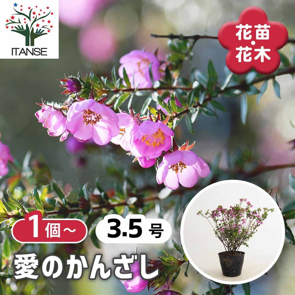 観葉草木特集