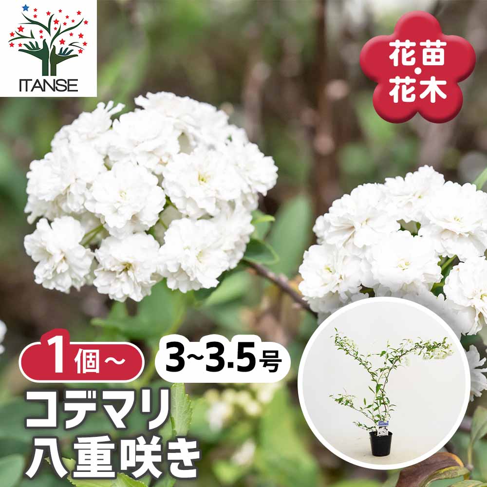 【送料無料】 コデマリ 八重咲き 【 花木苗 3号 】 小手毬 手毬花 テマリバナ 鈴掛 スズカケ 寄せ植え