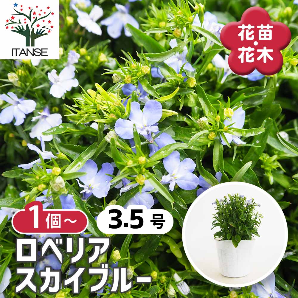 【楽天市場】【送料無料】 ロベリア スカイブルー 【 花苗 3.5号 】 ロベリア Lobelia hybrid 瑠璃溝隠 ルリミゾカクシ ...