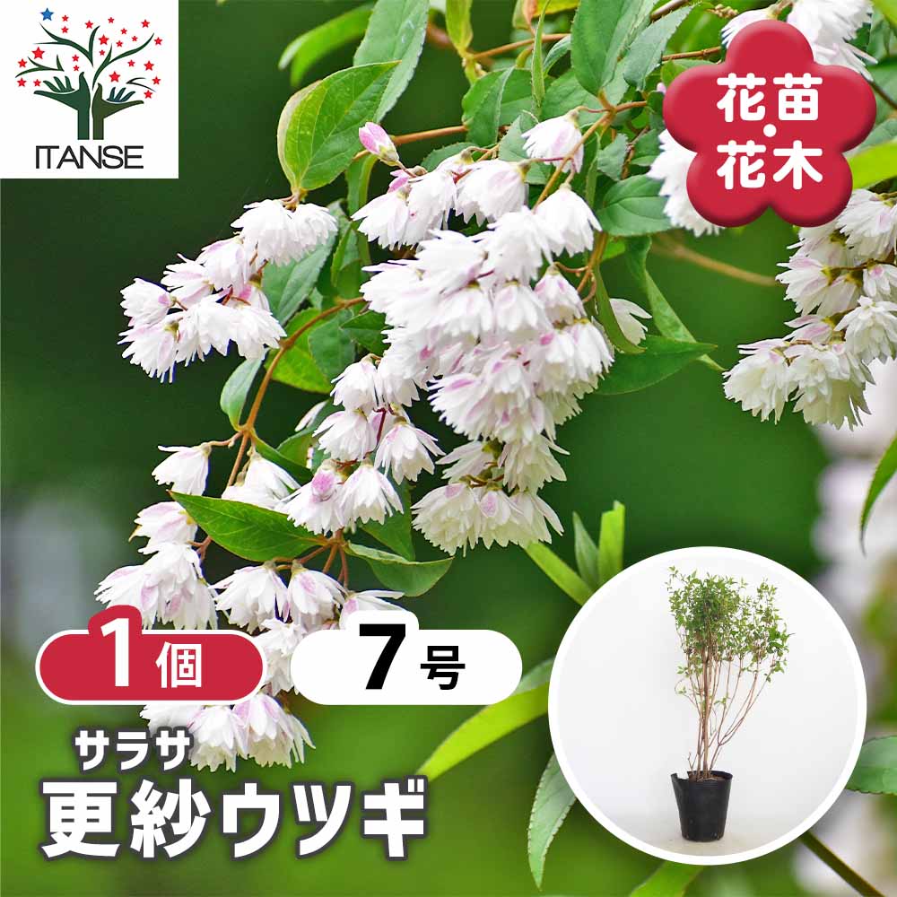 観葉草木特集