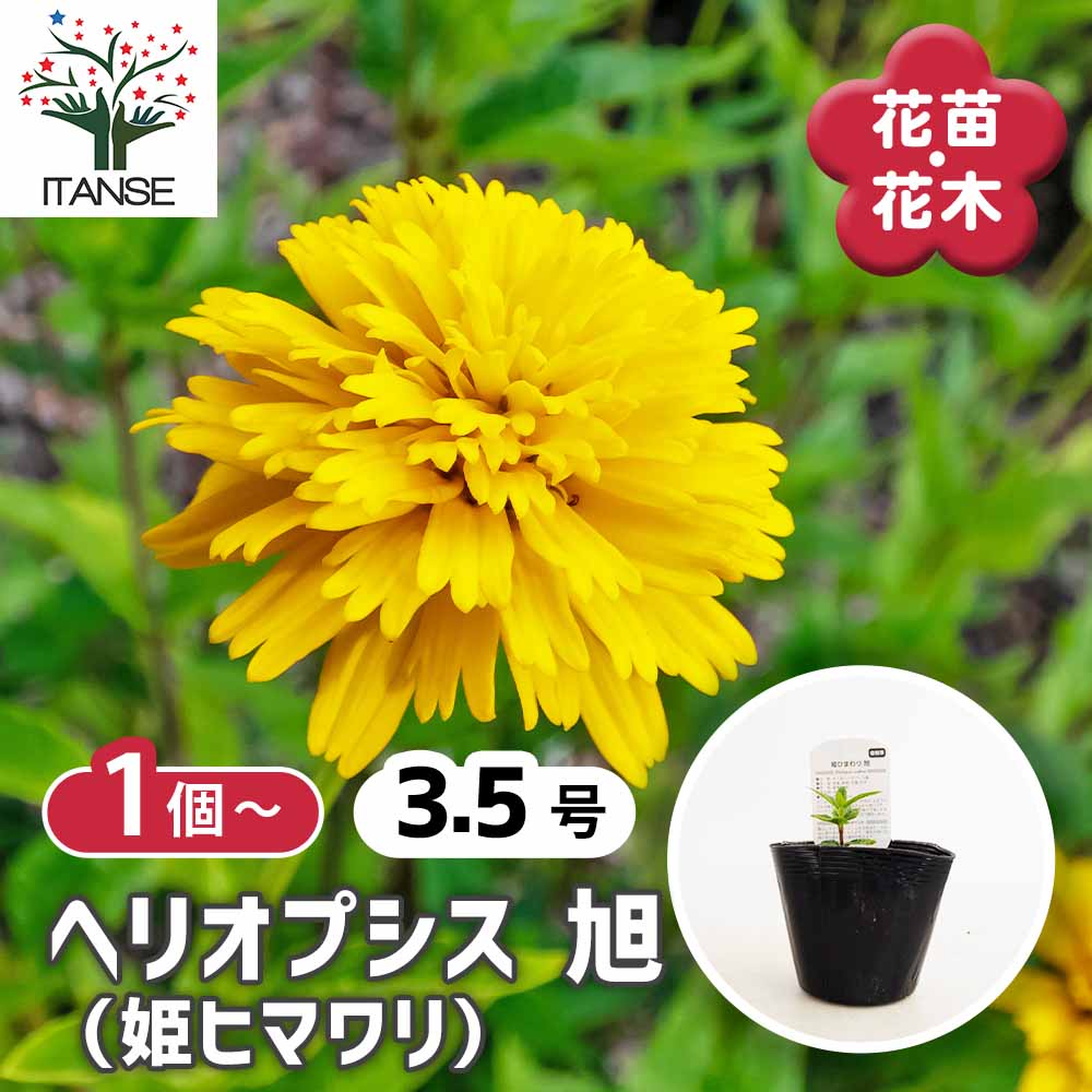 観葉草木特集