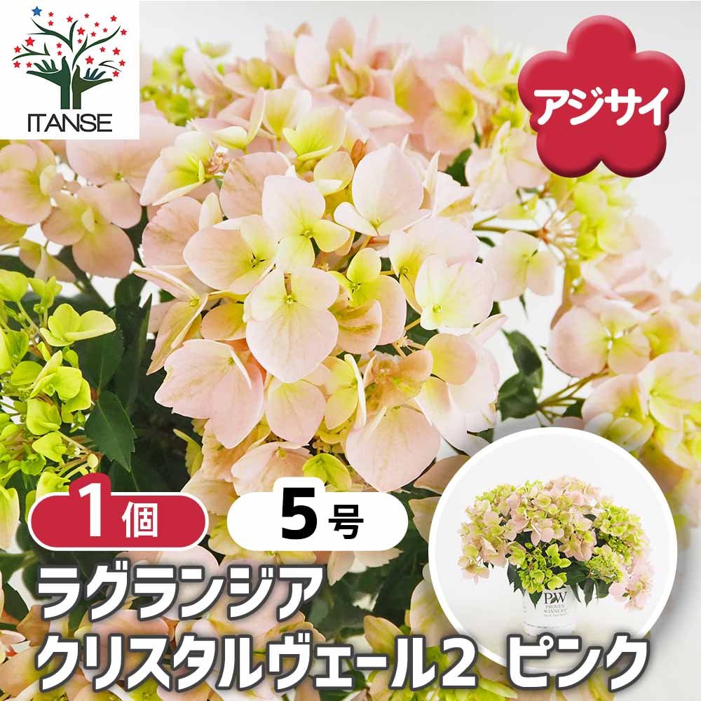 観葉草木特集