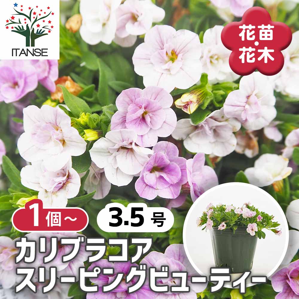 観葉草木特集