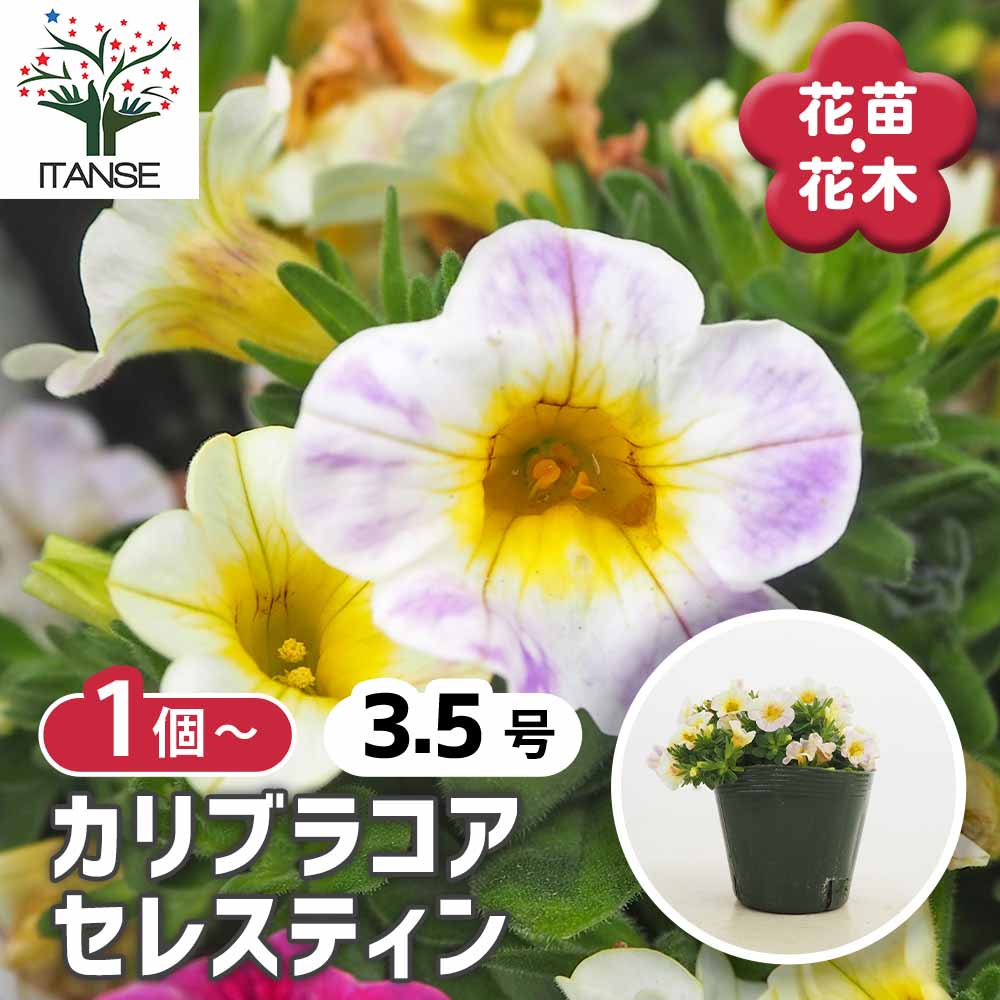 観葉草木特集