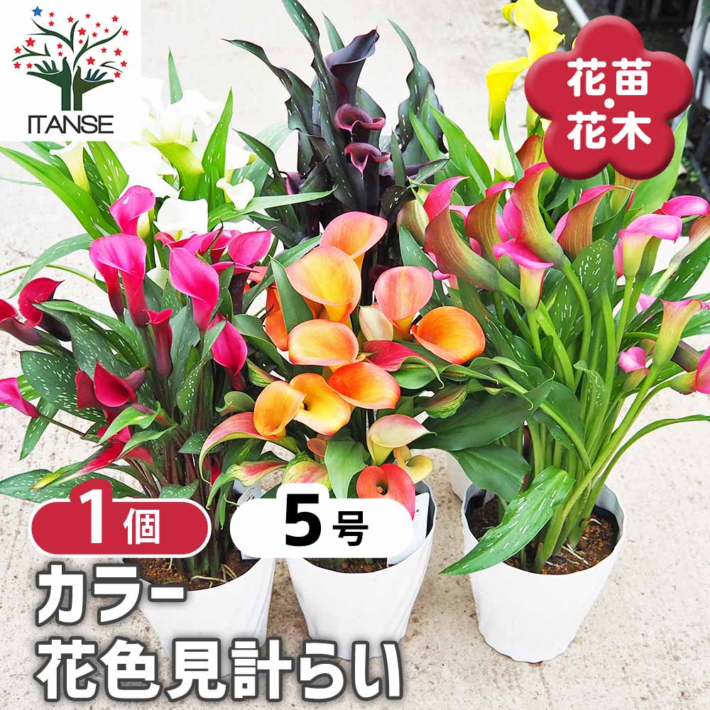 観葉草木特集