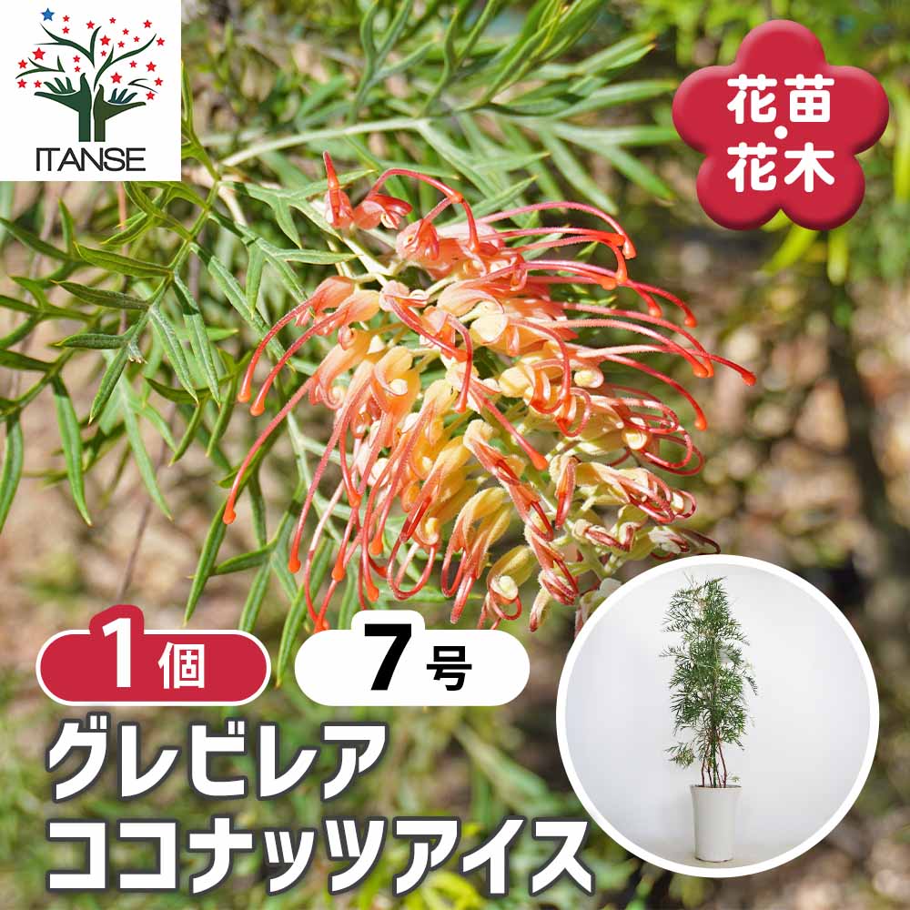観葉草木特集