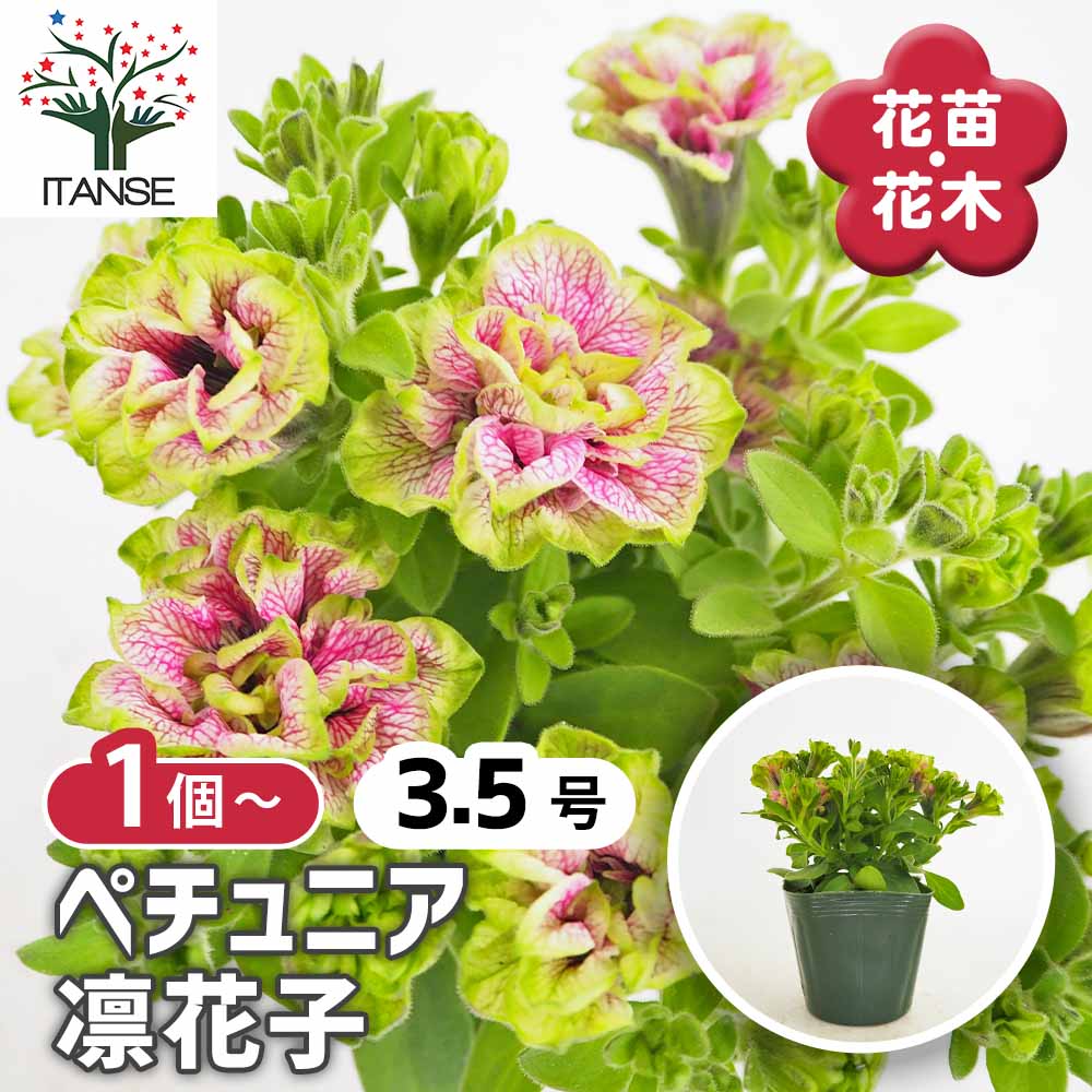 観葉草木特集